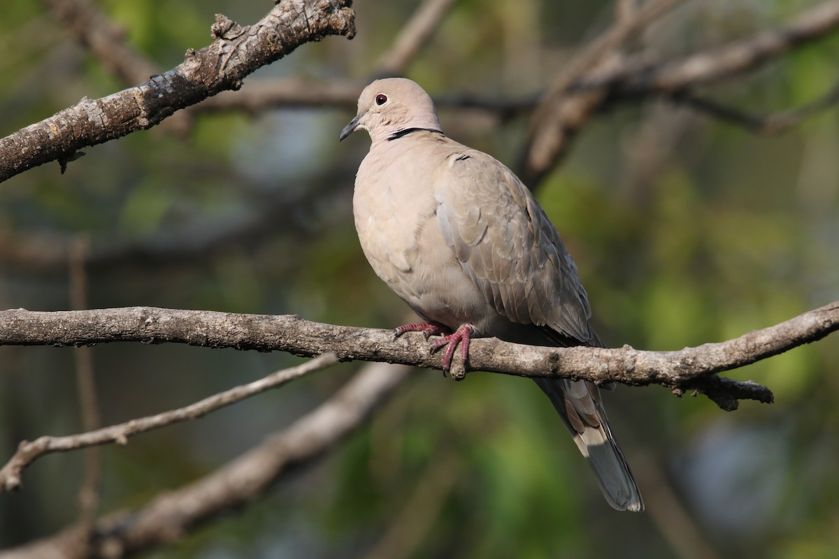 Eurasian Collared-Dove - ML555527001