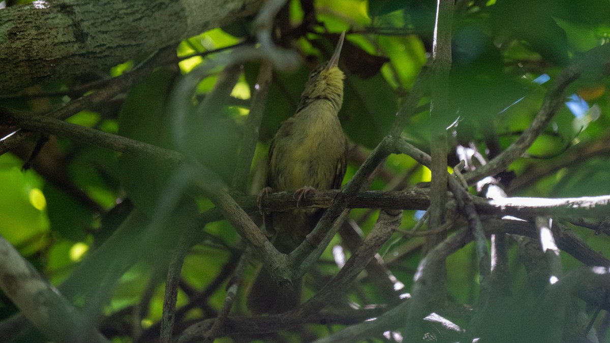 Long-billed Bernieria - ML555527321