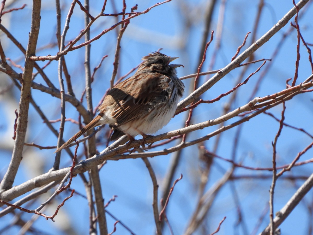 Song Sparrow - ML555527541