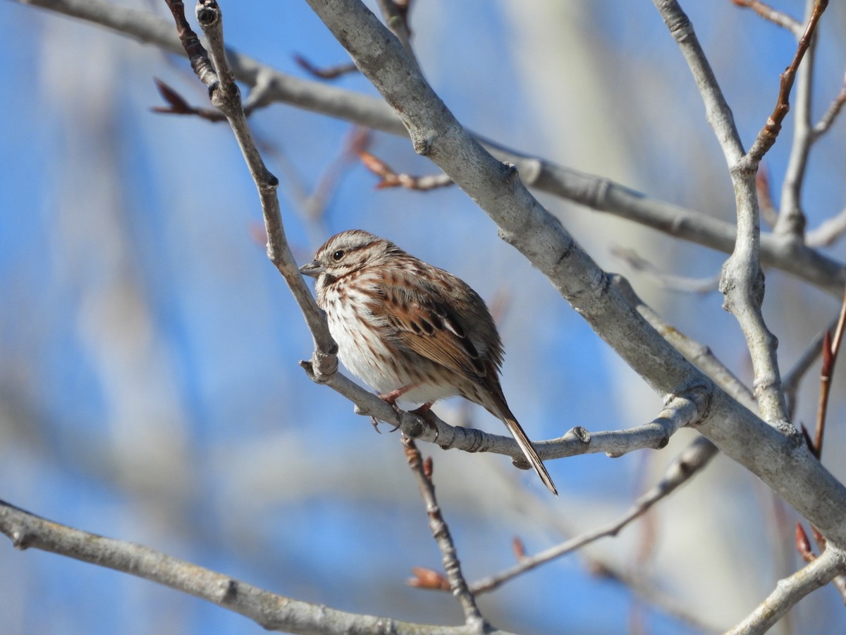 Song Sparrow - ML555527551