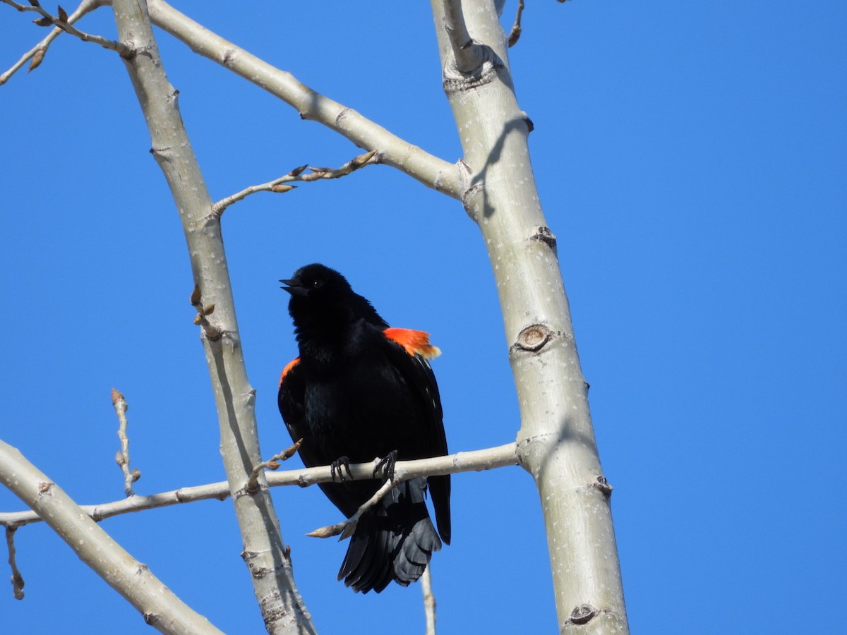 Red-winged Blackbird - ML555527701