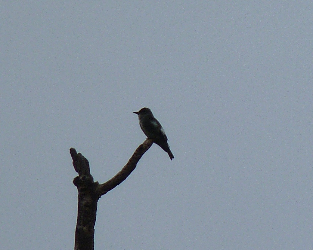 Olive-sided Flycatcher - ML55552871
