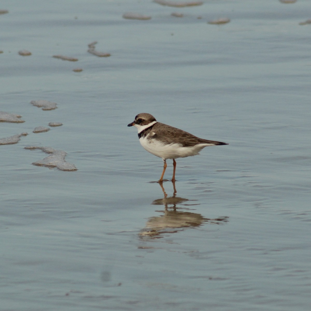Semipalmated Plover - Guillermo Andreo