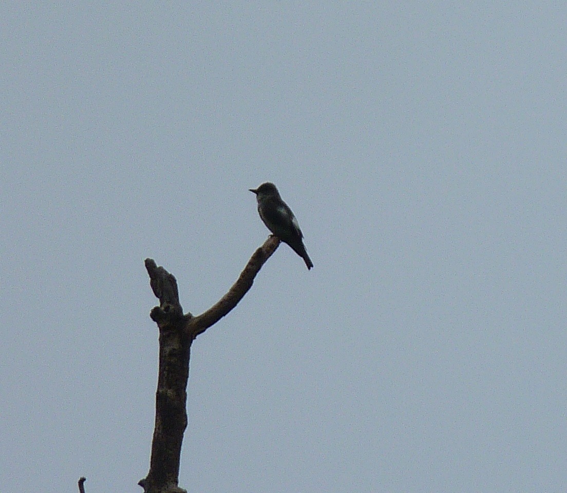 Olive-sided Flycatcher - ML55552911
