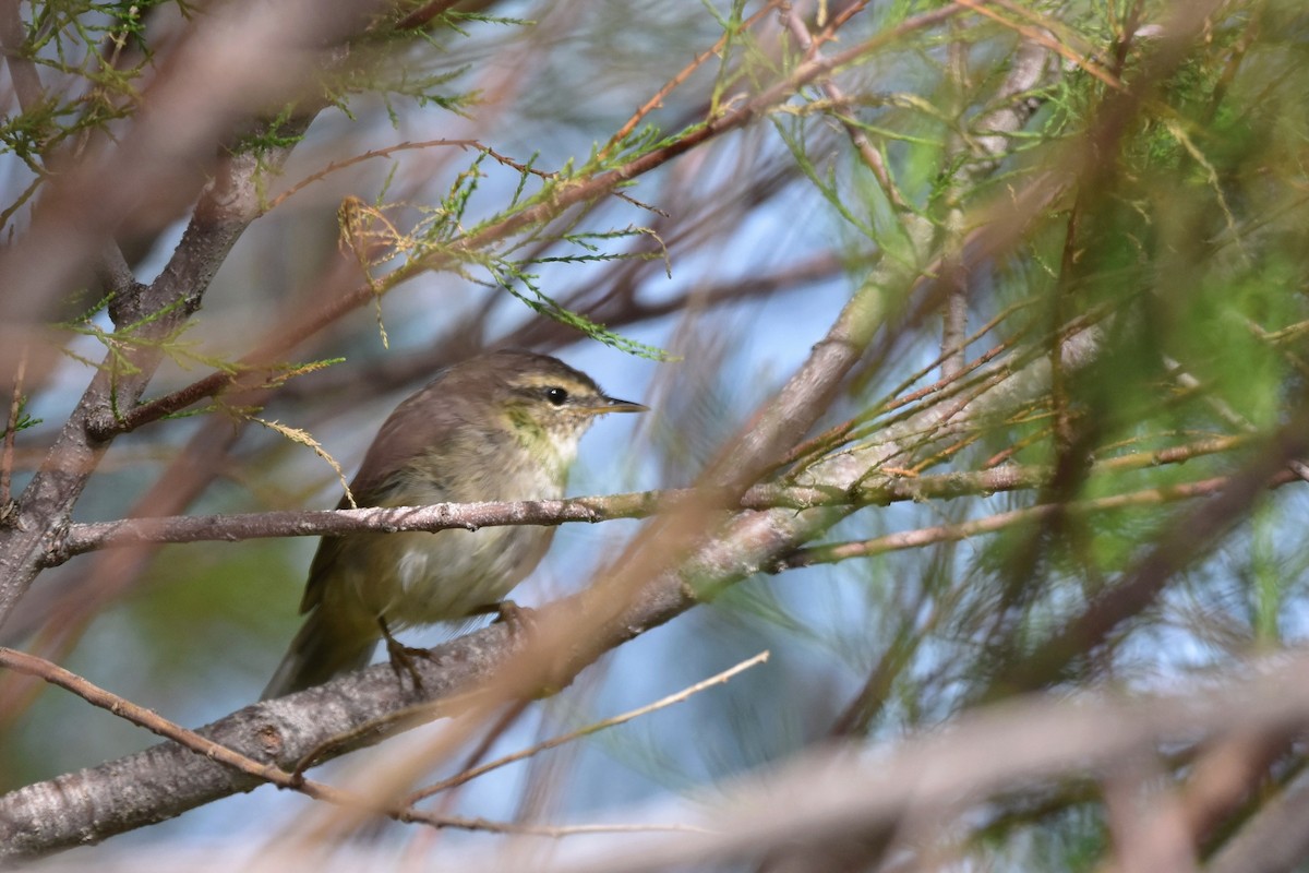 Dusky Warbler - ML555530071