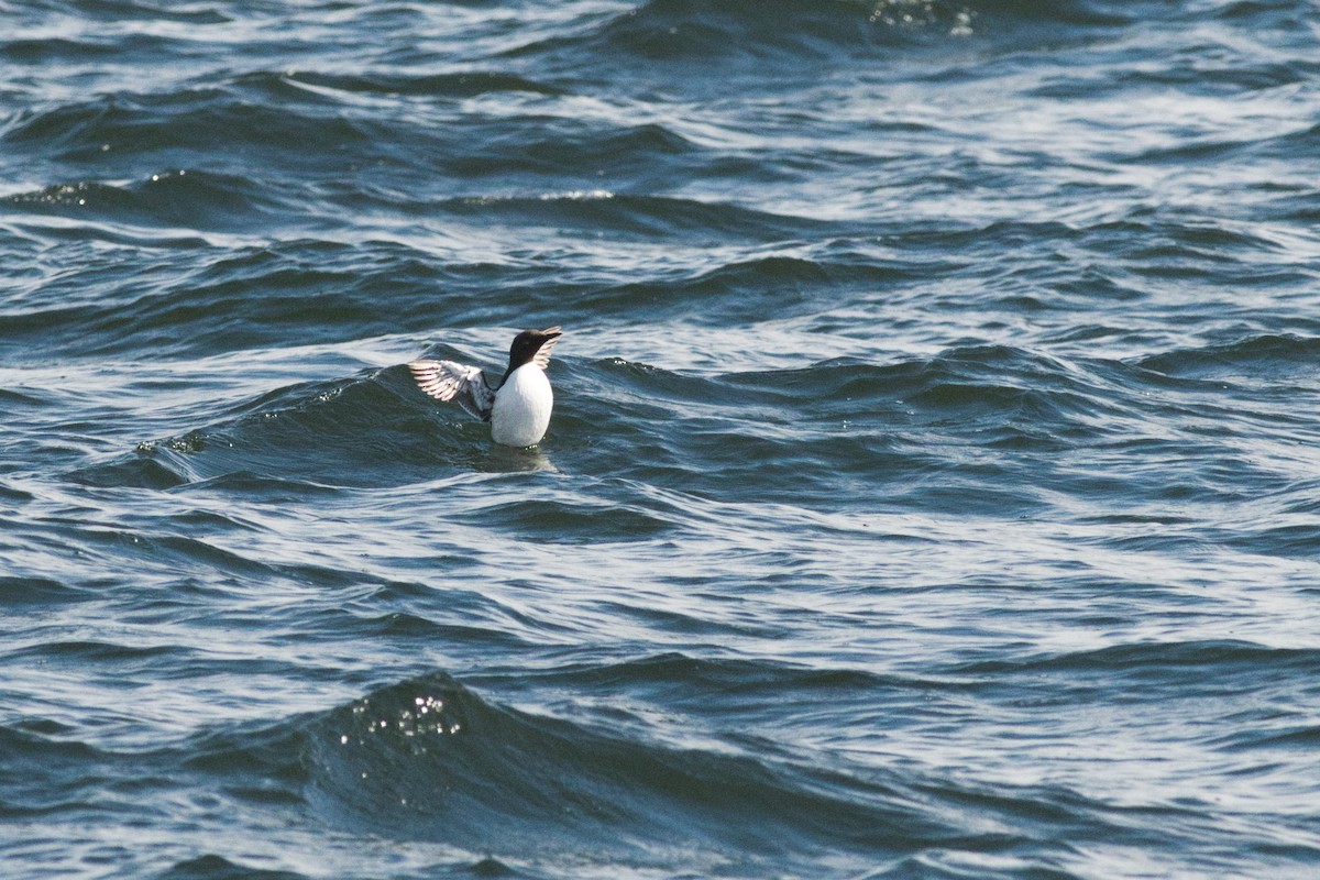 Common Murre - ML555530691