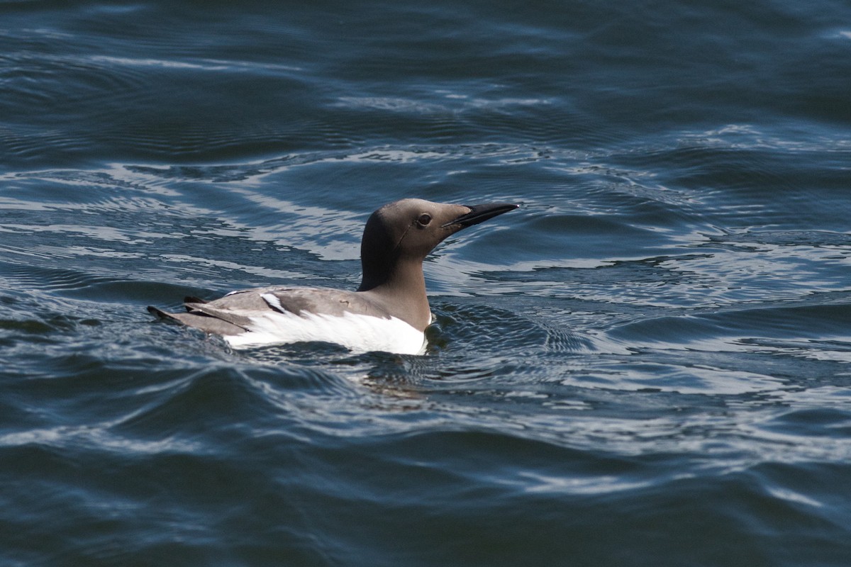 Common Murre - ML555530731