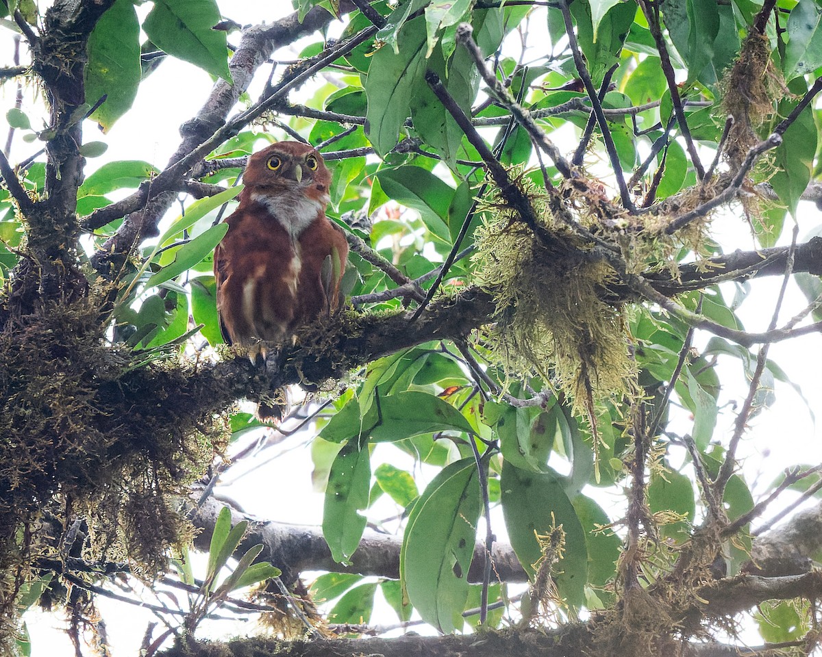 Costa Rican Pygmy-Owl - ML555531251