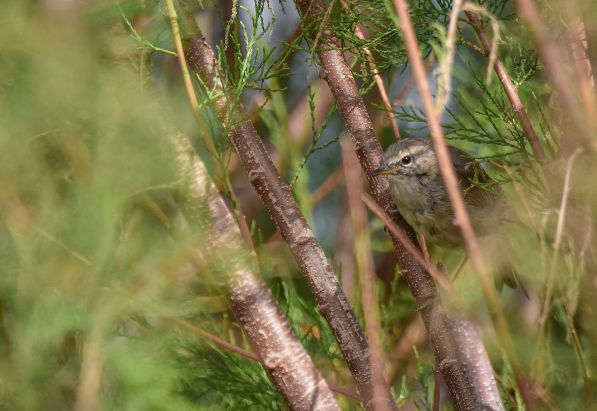 Dusky Warbler - ML555531261