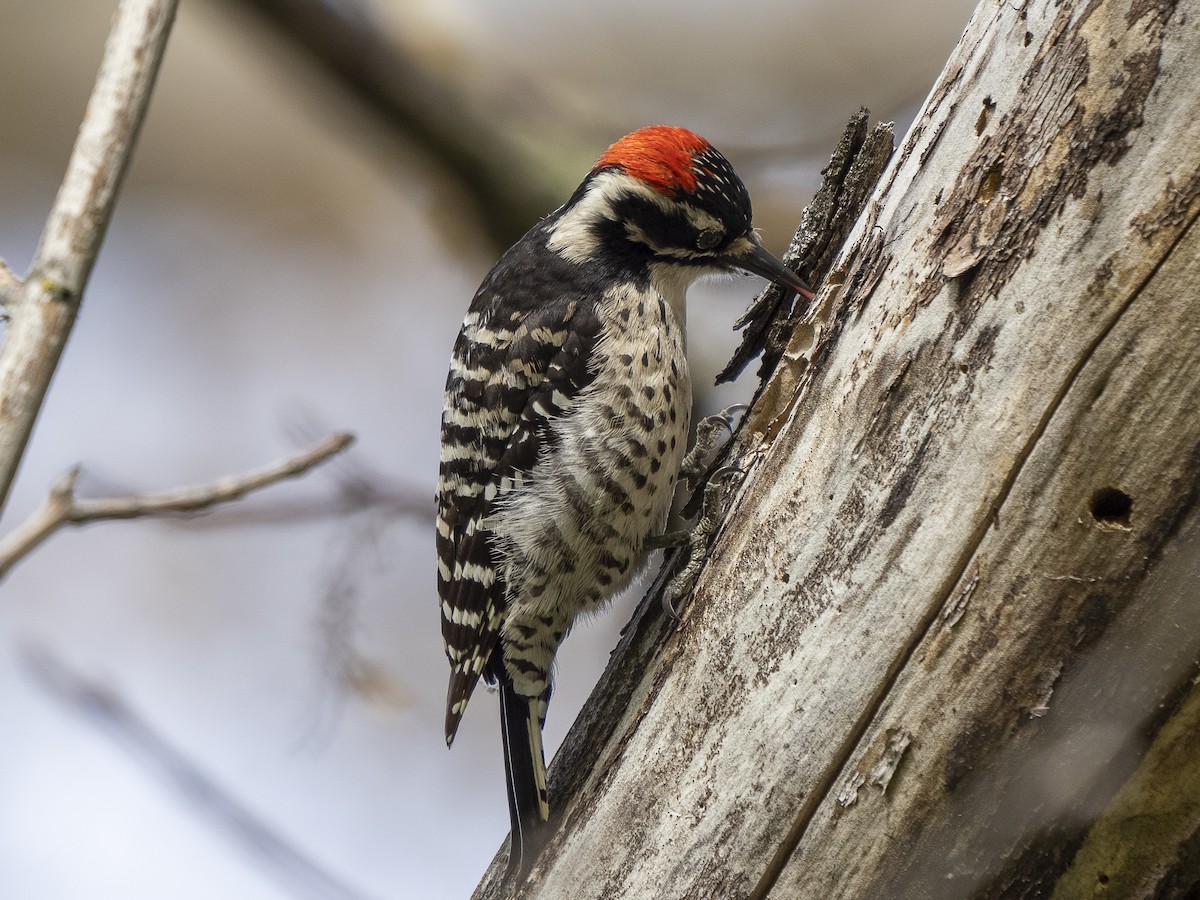 Nuttall's Woodpecker - ML555531691