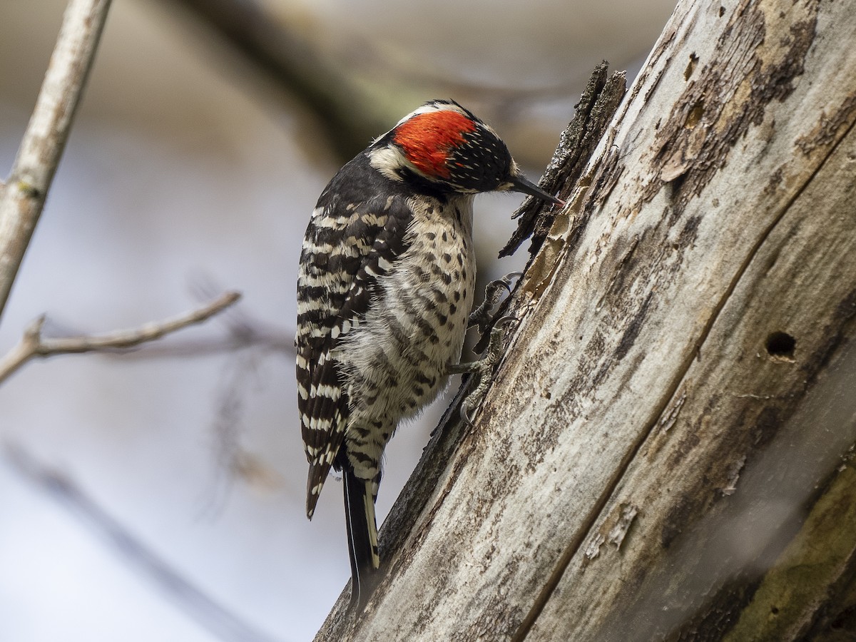 Nuttall's Woodpecker - ML555531751