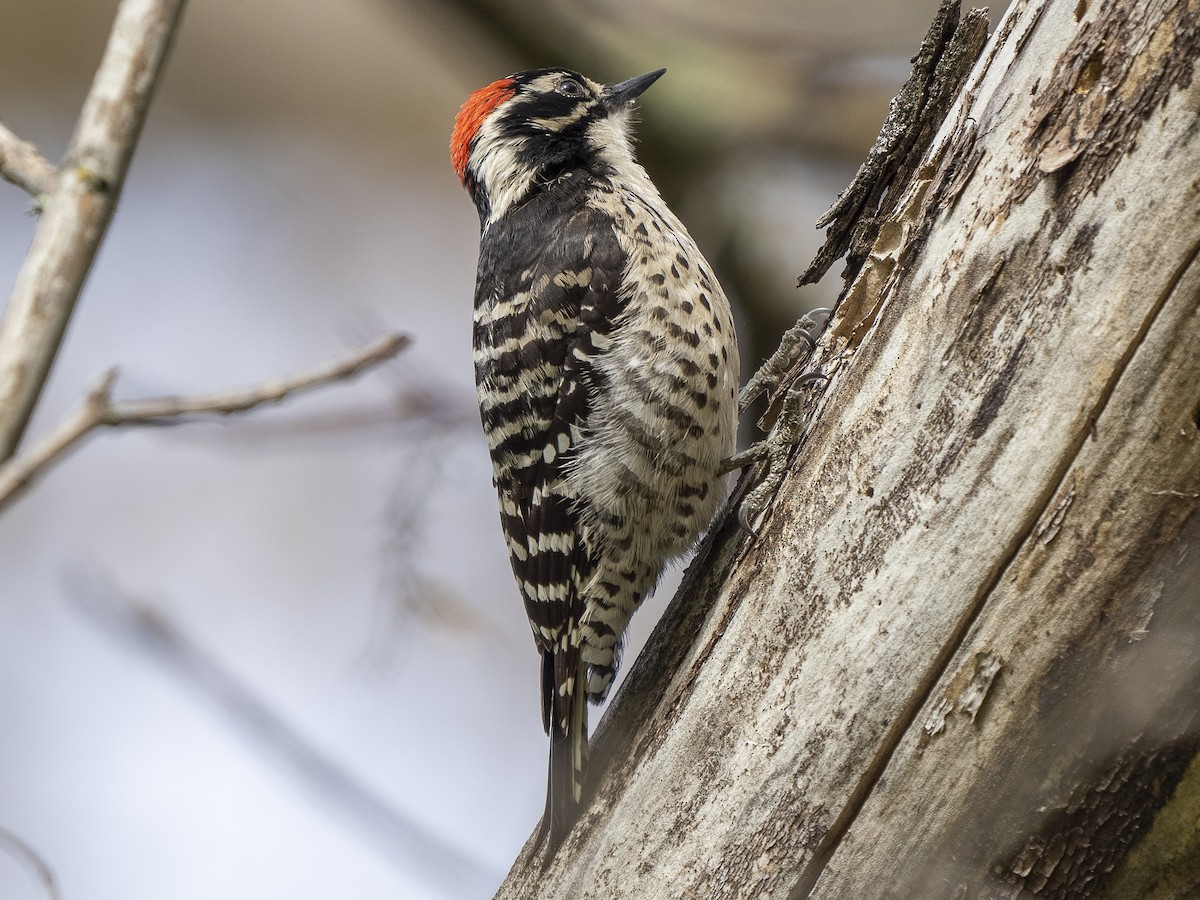 Nuttall's Woodpecker - ML555531831