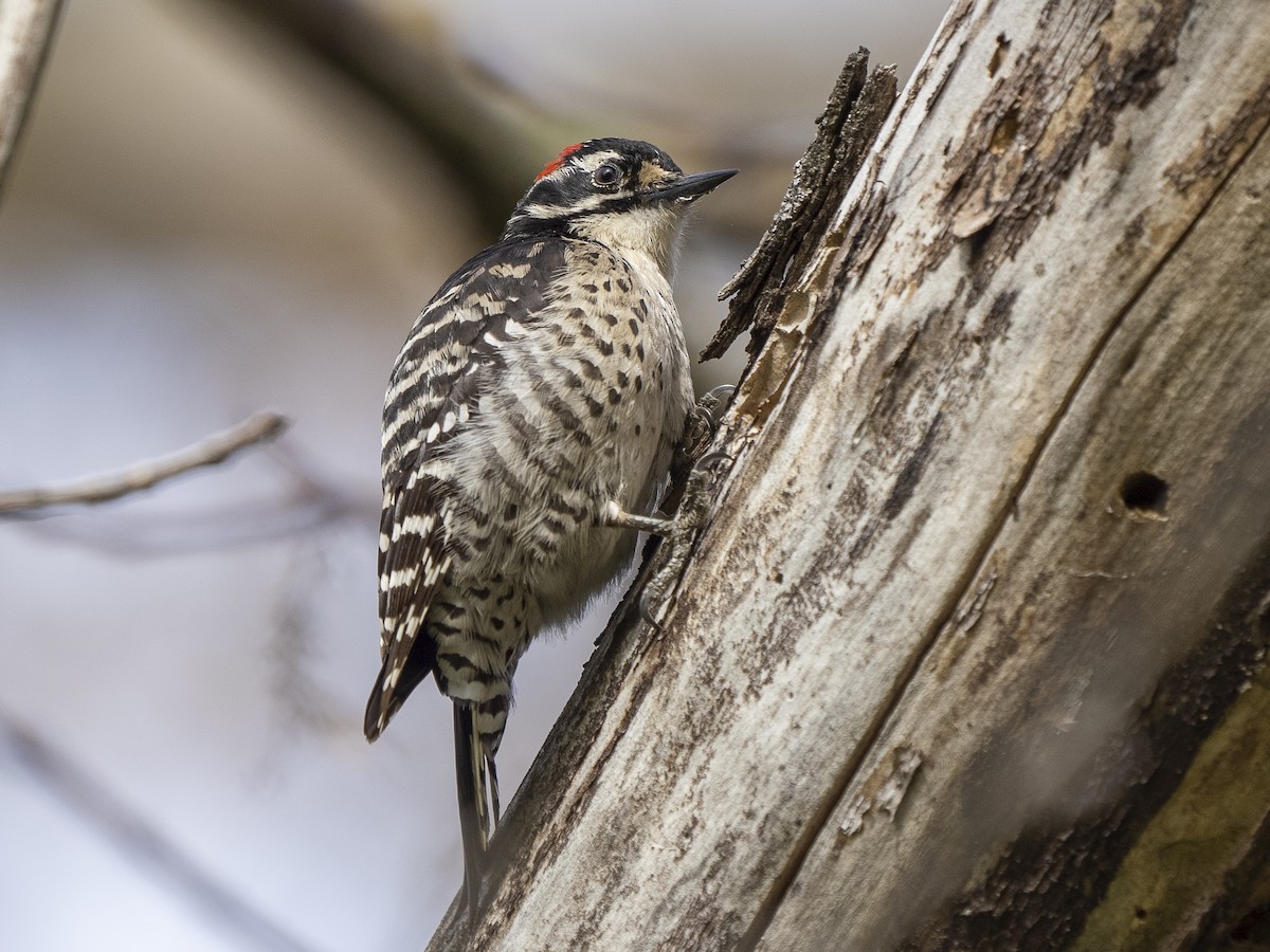 Nuttall's Woodpecker - ML555532041