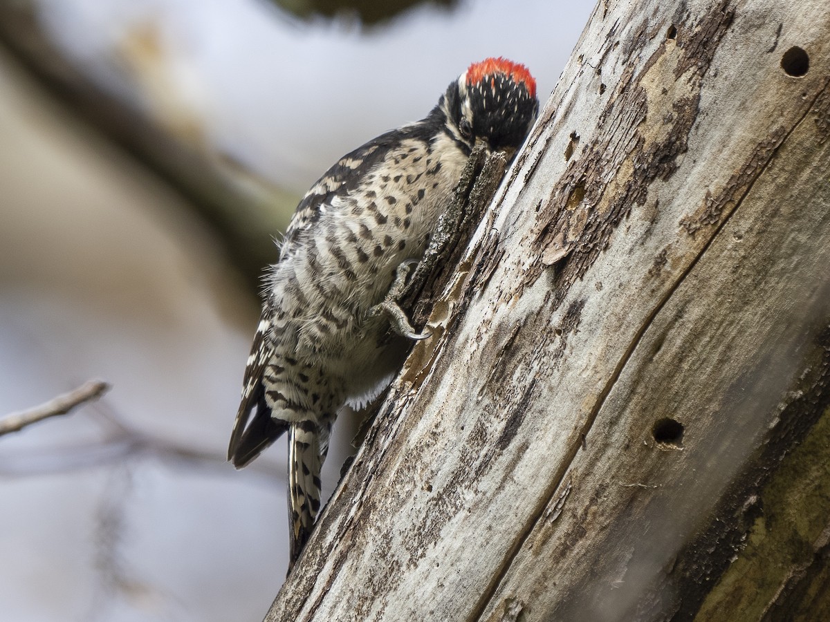 Nuttall's Woodpecker - ML555532131