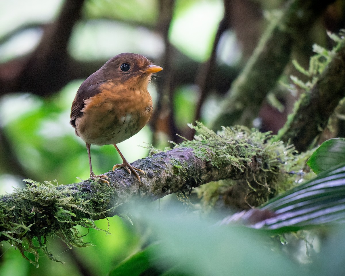 Ochre-breasted Antpitta - ML555532351