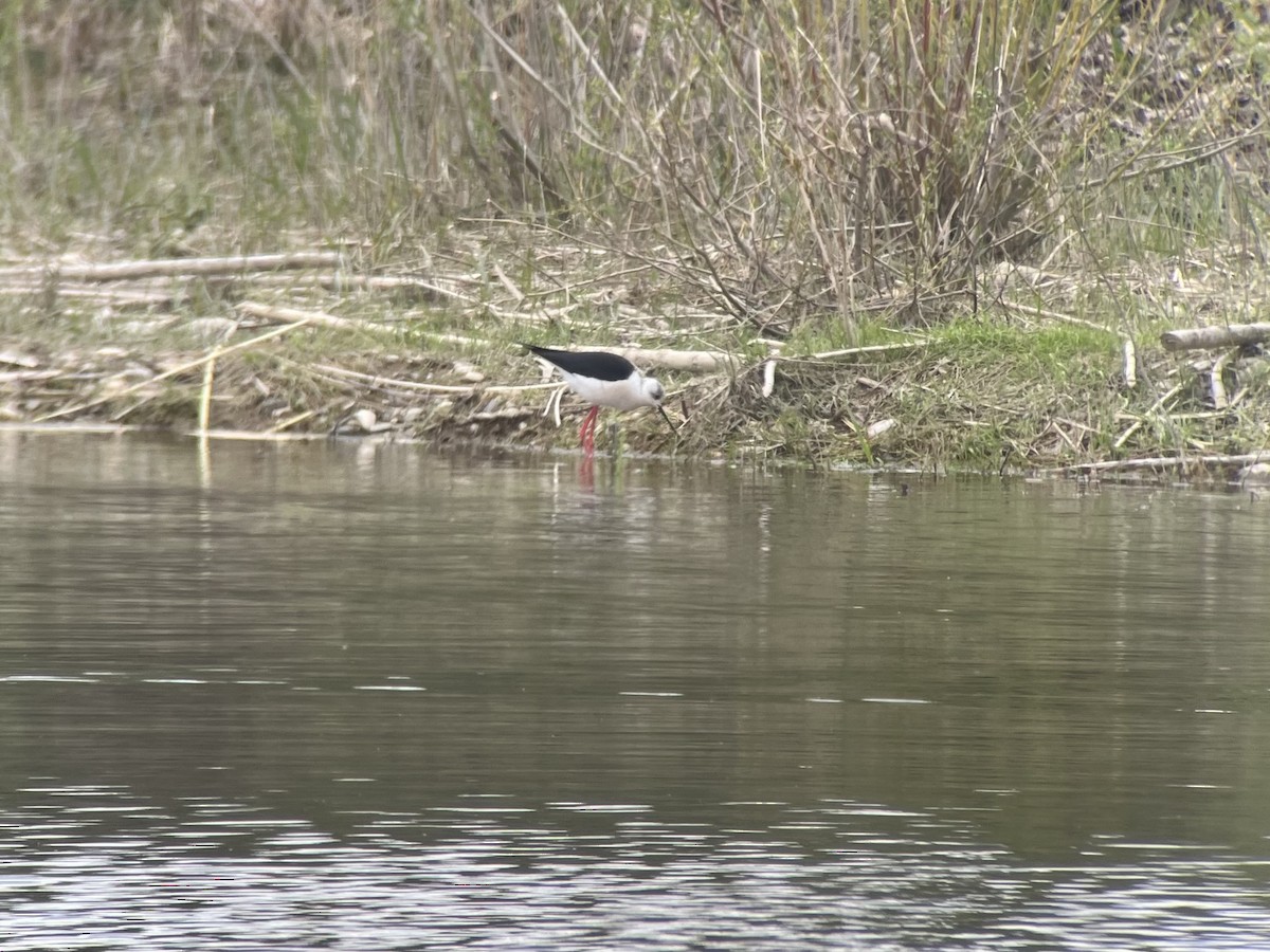 Эгэл хилэн жигүүр - ML555532461