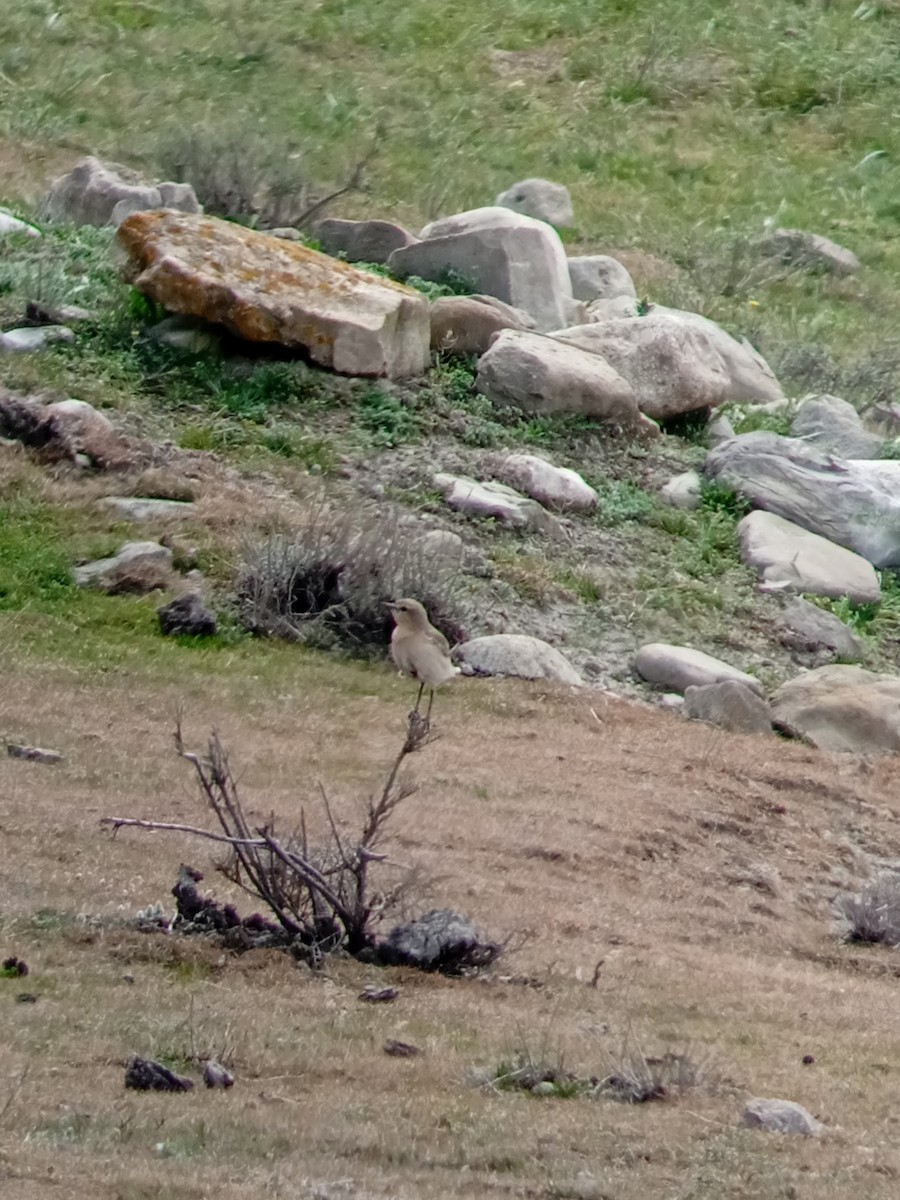 Бүжимч чогчиго - ML555532611