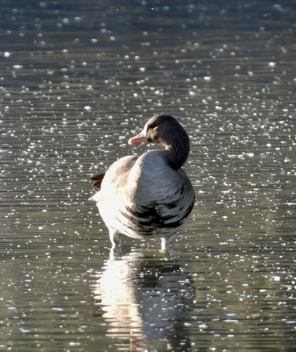 Greater White-fronted Goose - ML555535081