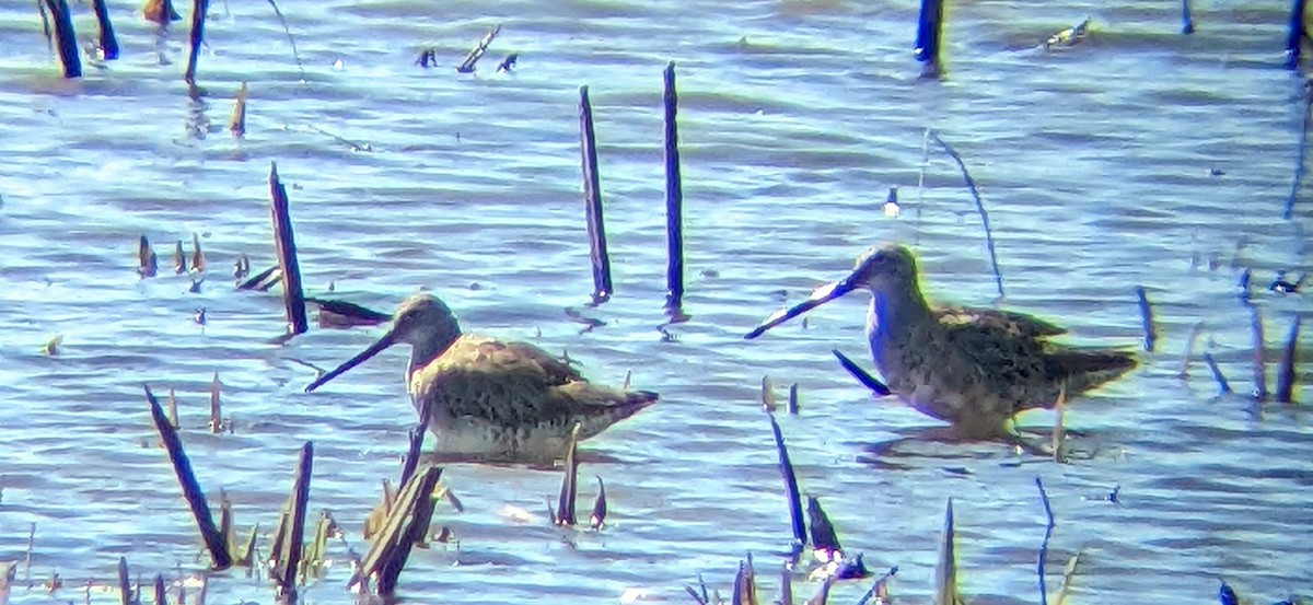 Long-billed Dowitcher - ML555535681