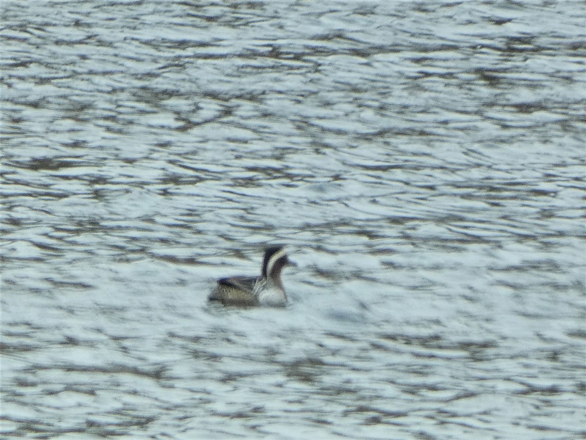 Garganey - ML555536811