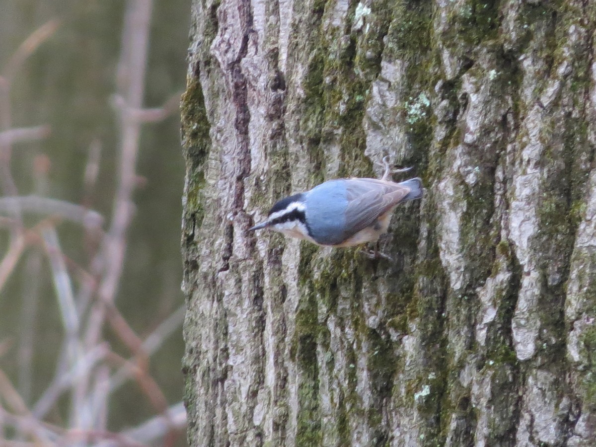 Red-breasted Nuthatch - ML555537201