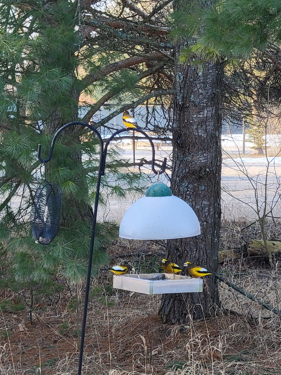 Evening Grosbeak - ML555538281