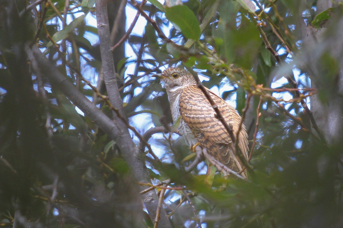 Common Cuckoo - ML555539381