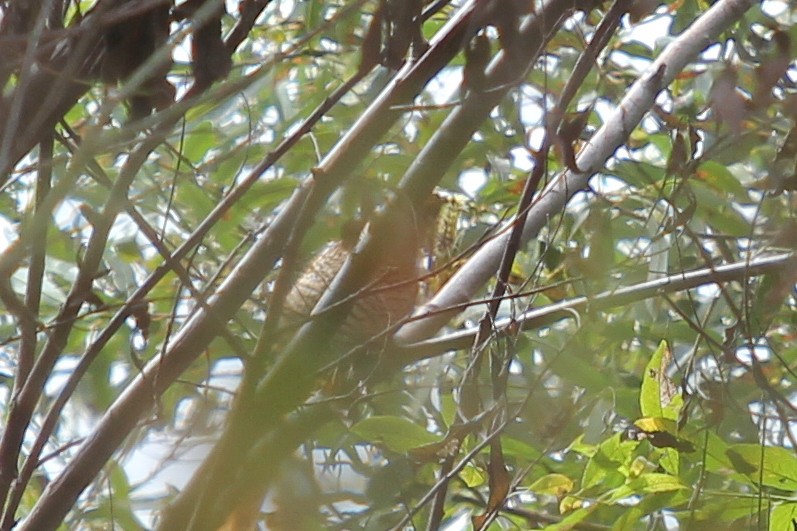 Common Cuckoo - ML555539961