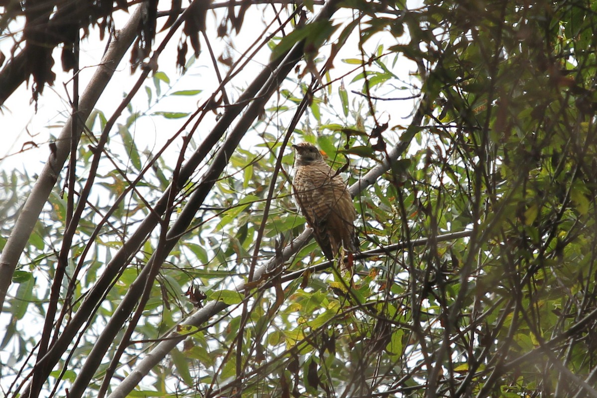 Common Cuckoo - Alex Rinkert