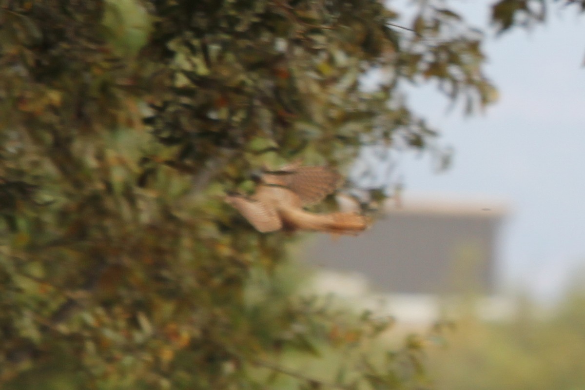 Common Cuckoo - ML555540031