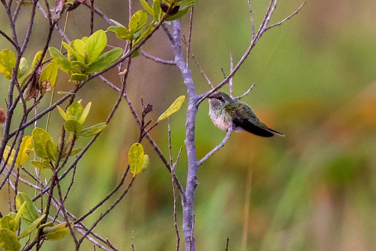 kolibřík rudozobý - ML555540711