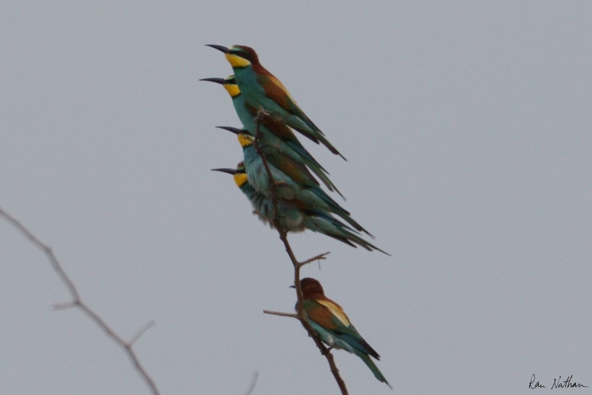 European Bee-eater - ML555542301