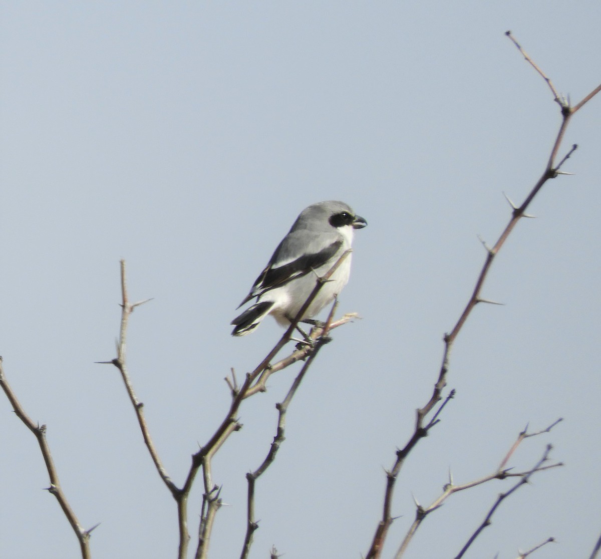 Loggerhead Shrike - ML555542501