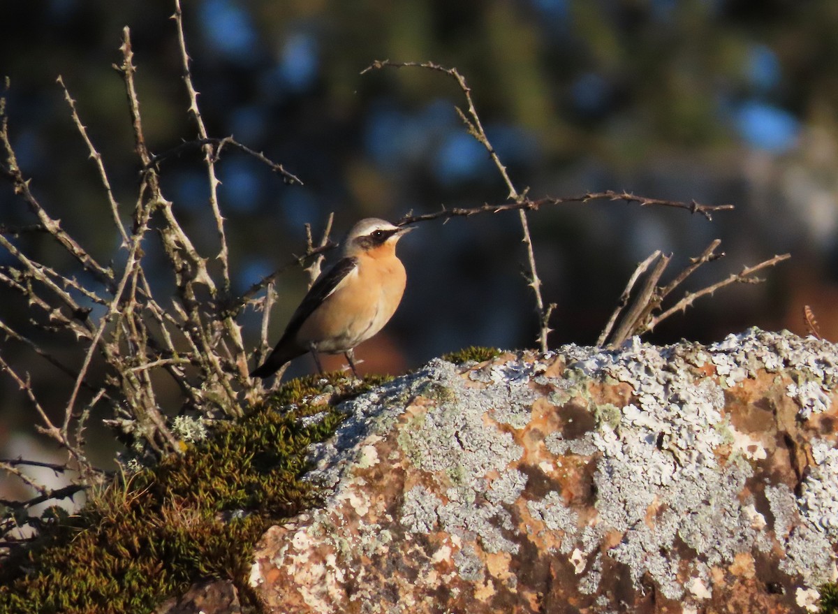 Northern Wheatear - ML555543301