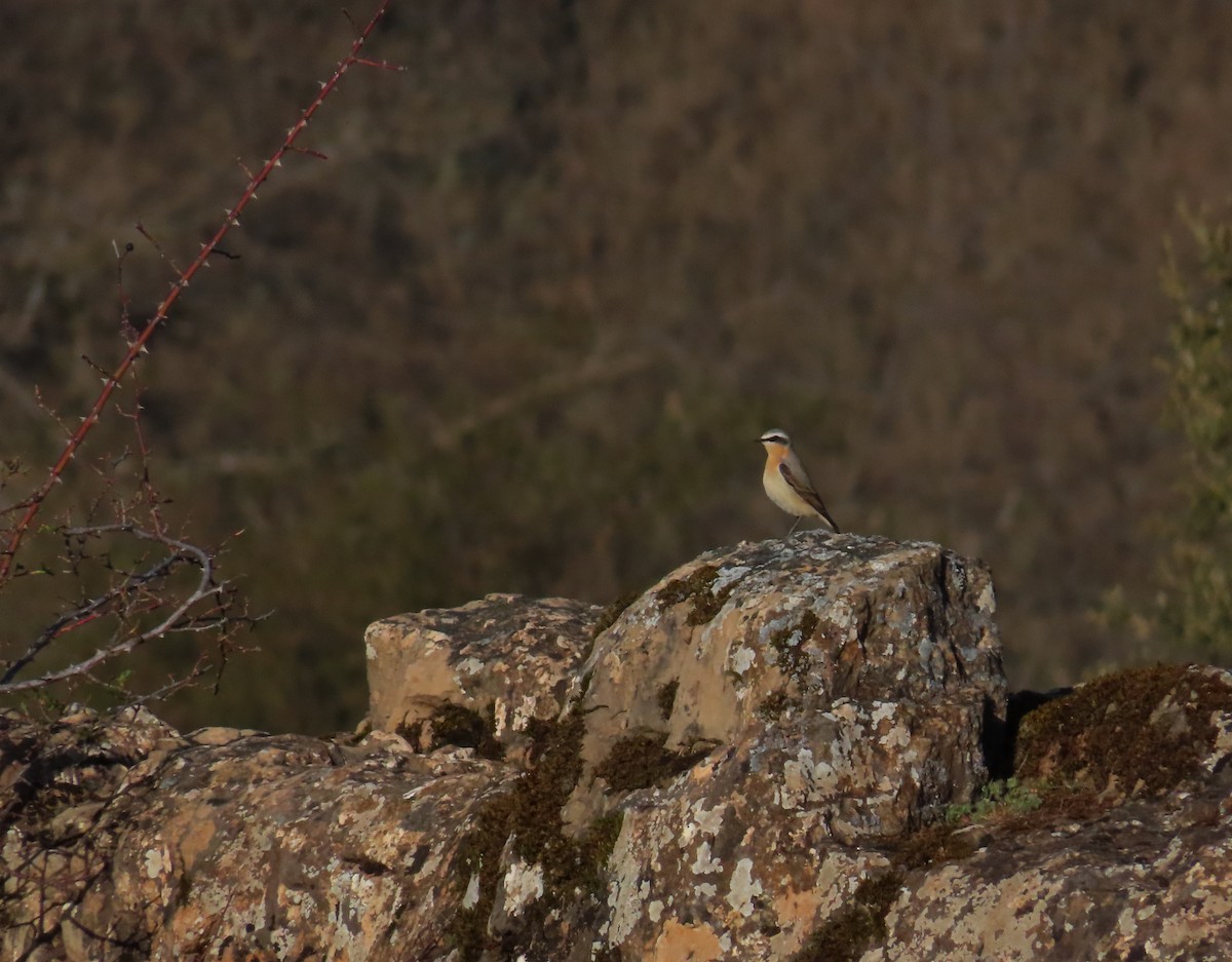 Northern Wheatear - ML555543641