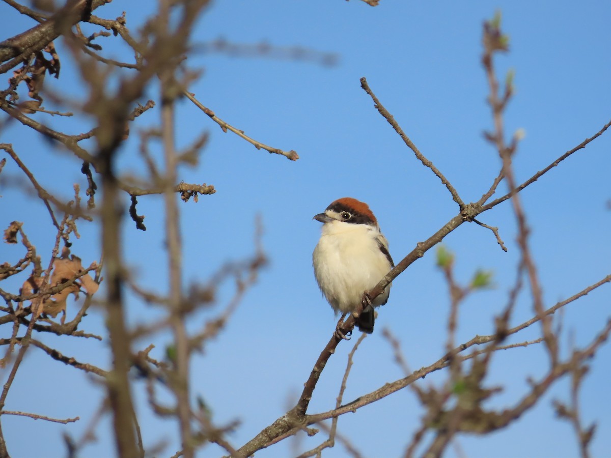 Woodchat Shrike - ML555544861