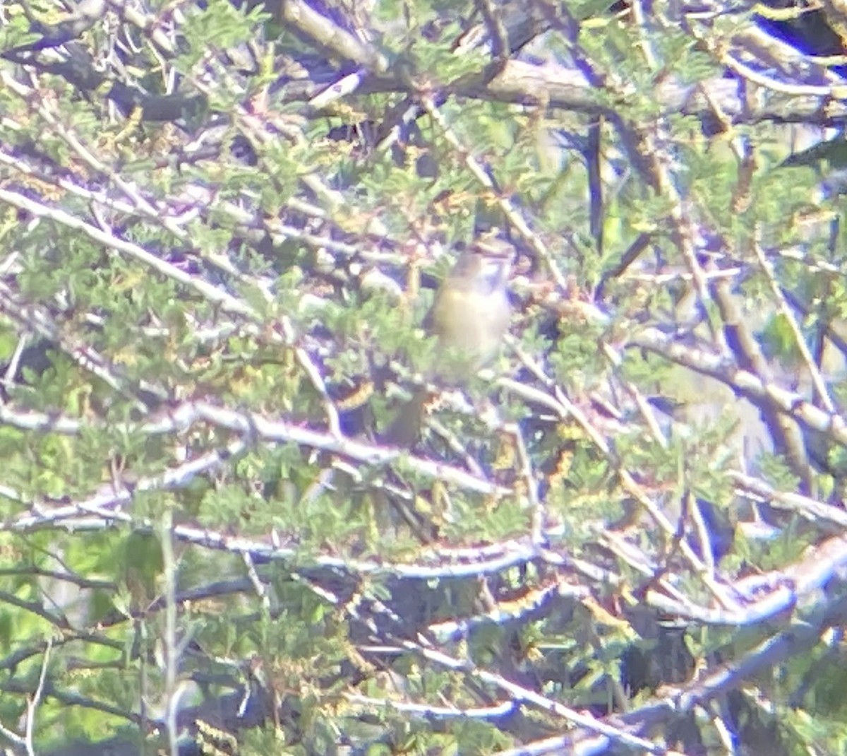 Bell's Vireo - Santi Tabares