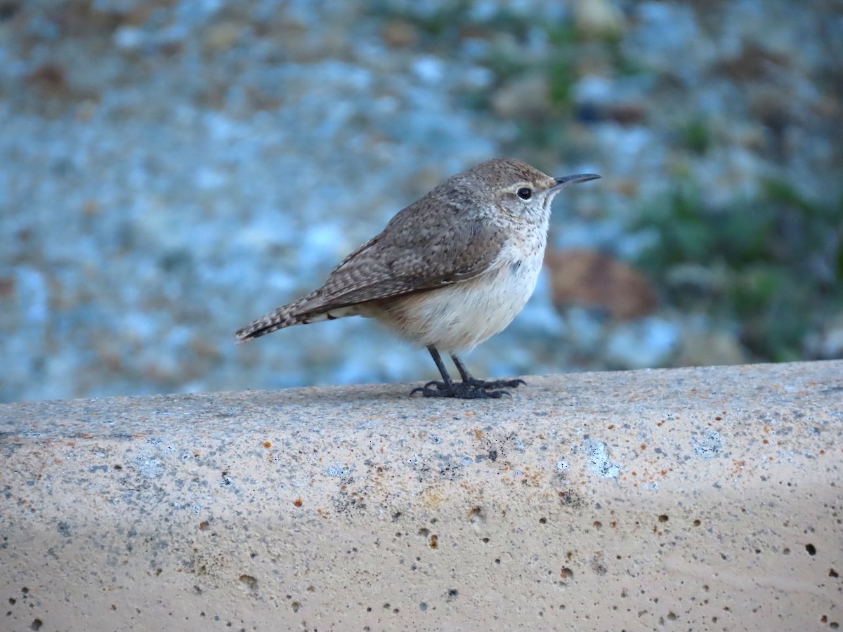 Rock Wren - John Perry