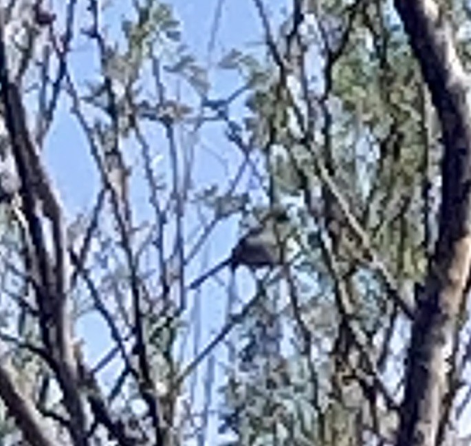 Black-tailed Gnatcatcher - ML555545511