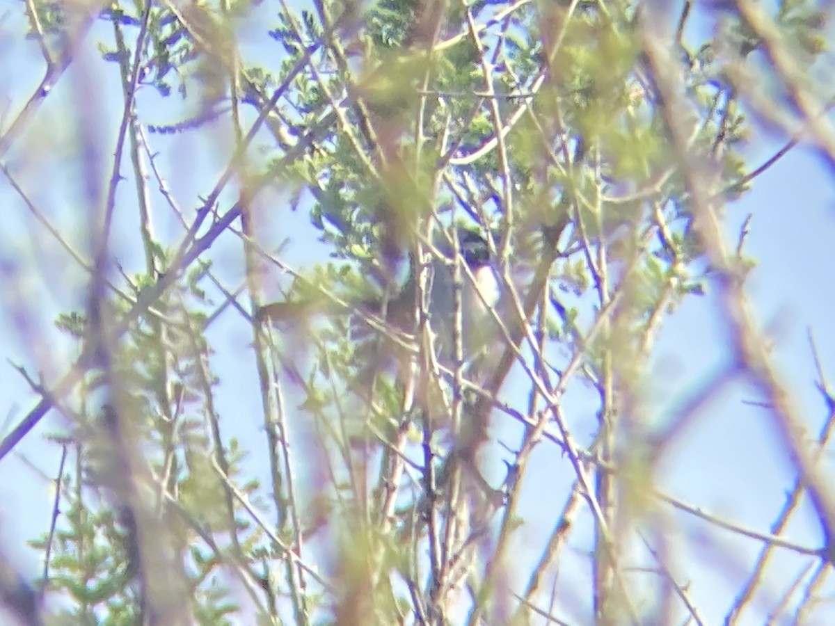 Black-tailed Gnatcatcher - ML555545521