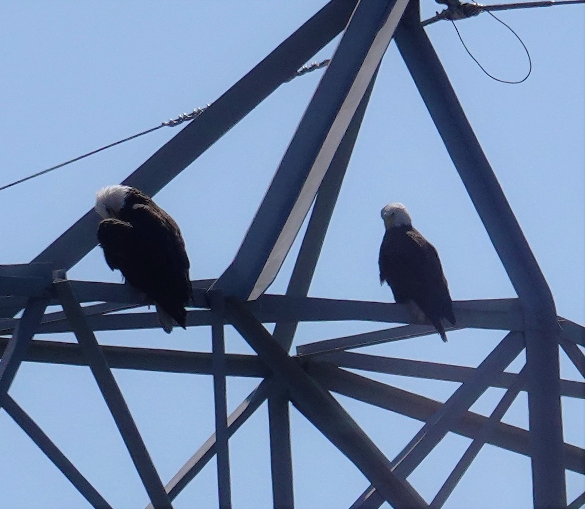 Bald Eagle - ML555545811