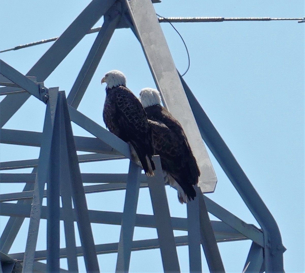 Bald Eagle - ML555545821
