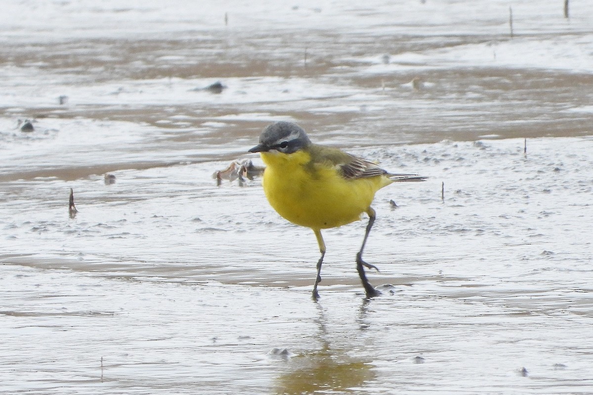 Western Yellow Wagtail - ML555546011