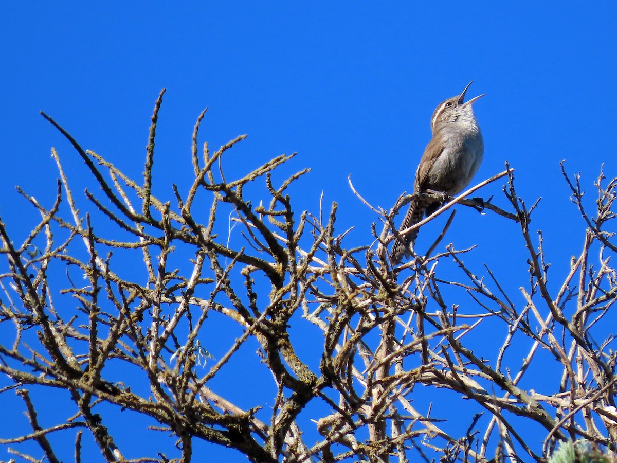 Bewick's Wren - ML555546091