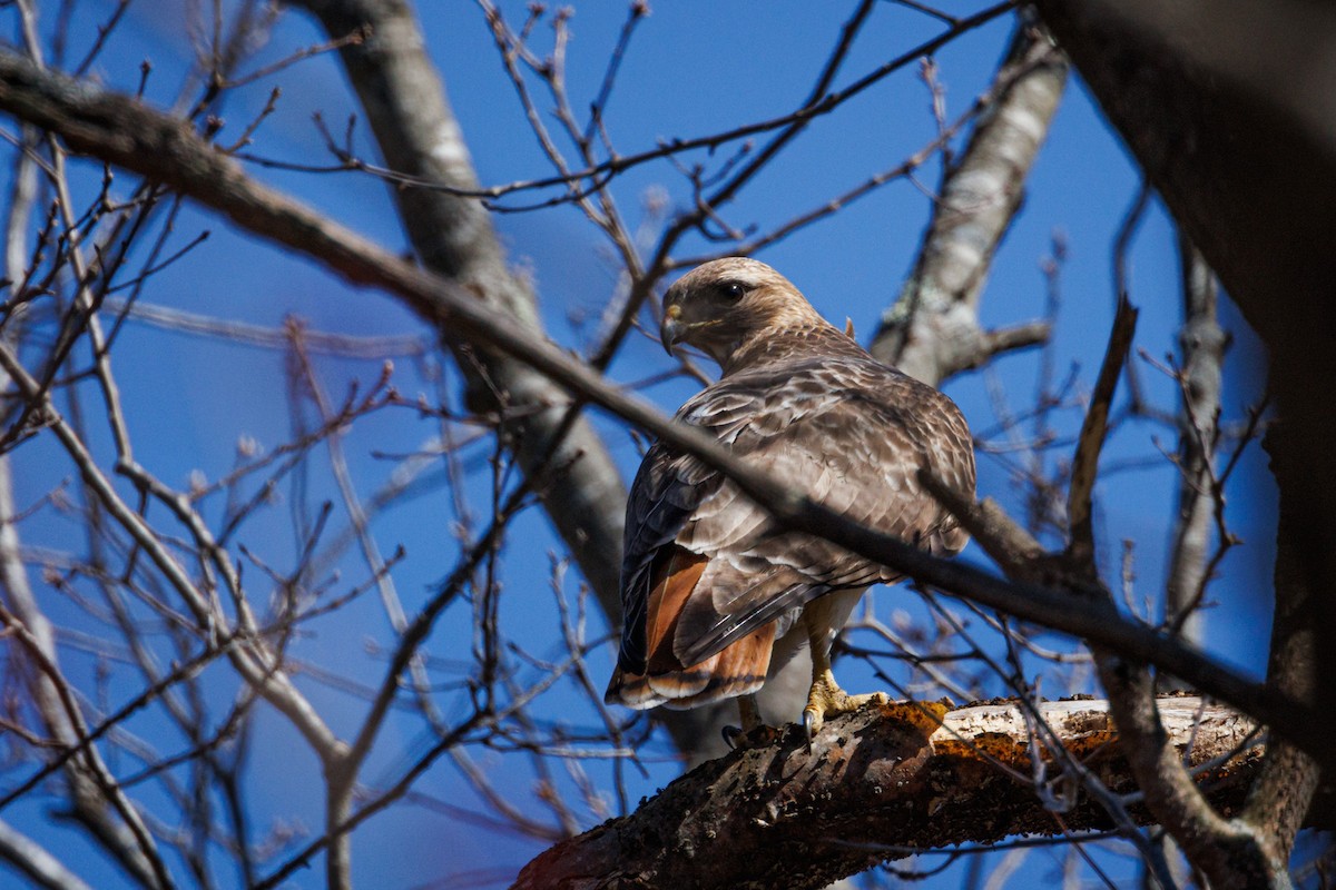 Red-tailed Hawk - ML555547291