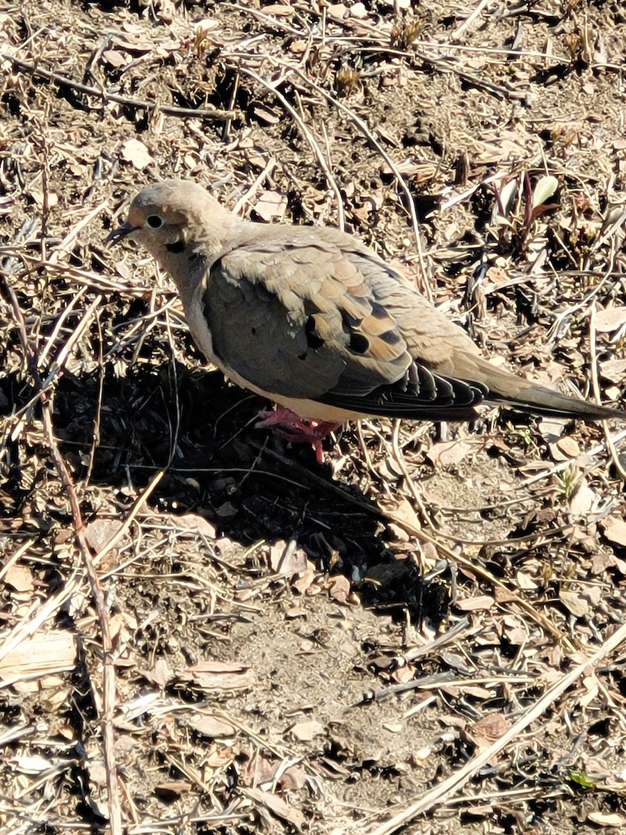 Mourning Dove - Lindsay Sapinsky