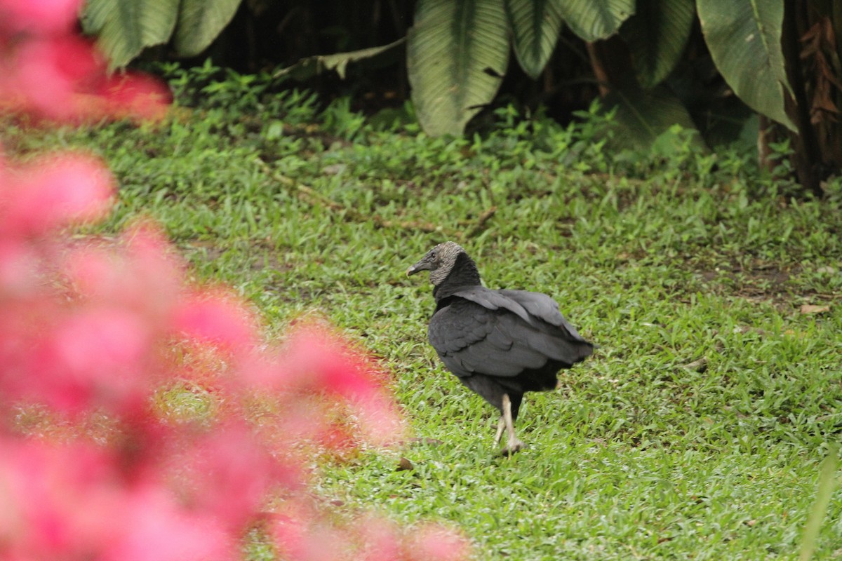 Black Vulture - ML555547741