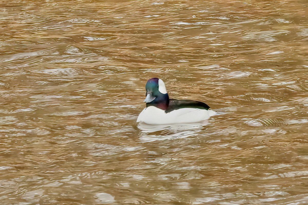 Bufflehead - Jane Smith