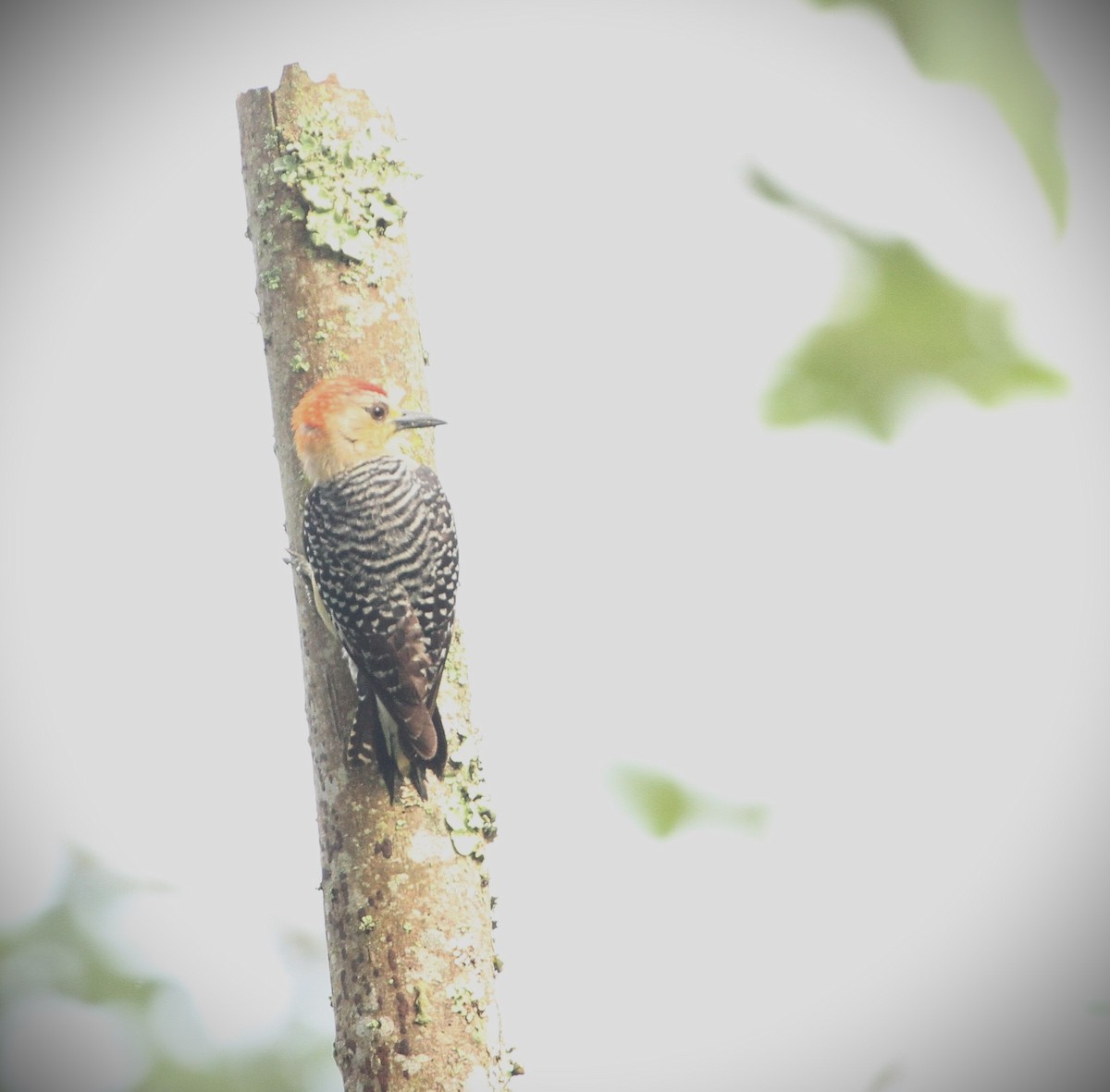 Red-crowned Woodpecker - ML555548661