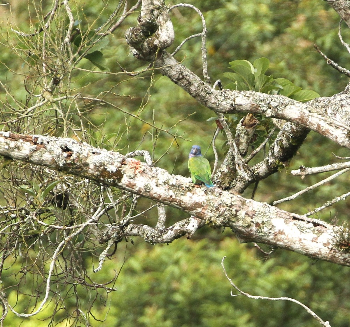 Blue-headed Parrot - ML555549631